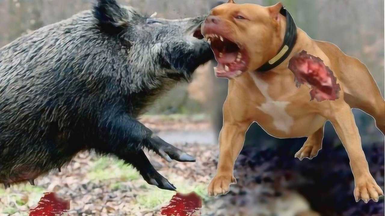 比特犬vs野猪视频直播，当猎犬遇上装甲车，流量背后的残酷真相